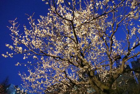 Plum blossoms at night.
