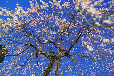 Weeping plum blossoms at night.