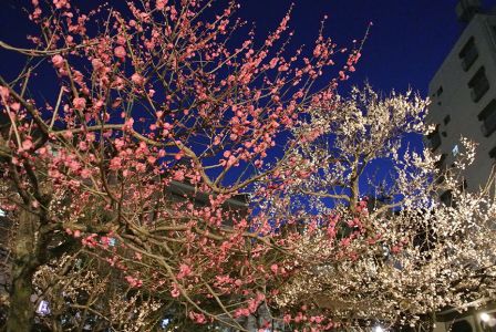 Light up for plum blossoms in Yushima Tenmangu shrine in Tokyo in Feb.